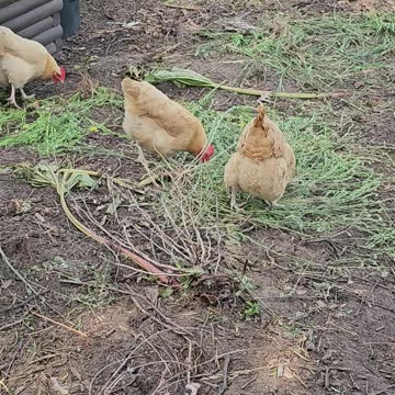 OMC! Glimpse of an Orpington hen chickens working hard 2 eat seeds! #orpington #chicken #hen #shorts