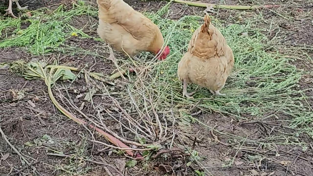 OMC! Glimpse of an Orpington hen chickens working hard 2 eat seeds! #orpington #chicken #hen #shorts