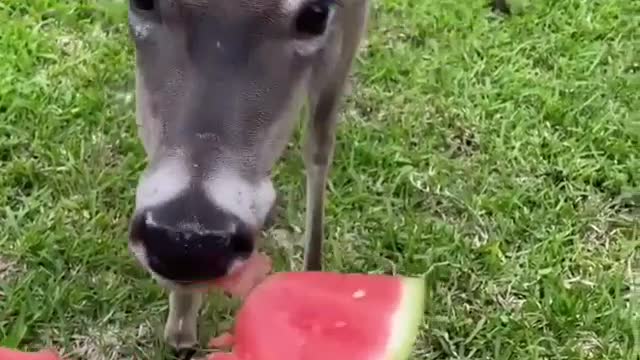 Deer eating watermelon 🦌 Cute Deer