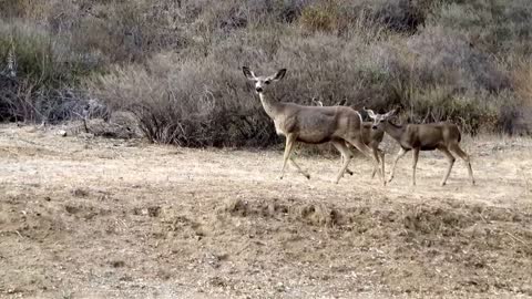 Extreme Drought Conditions Kill Wildlife