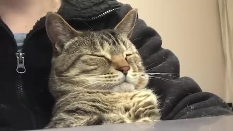 A cat succumbs to sleepiness despite being curious about bird videos. #cat #kittens #usa