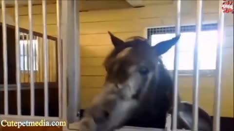 Best videos with horses, jokes and falls video horses Funny animals Jokes with animals