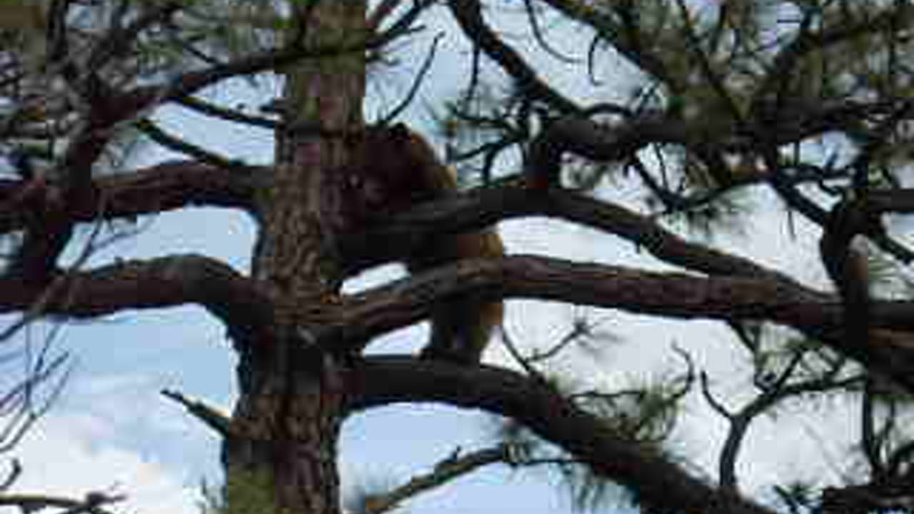 A small bear in an Apache pine