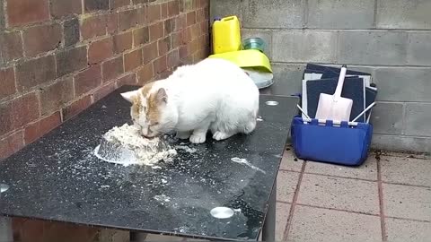 Two Hungry Stray Cats In My Yard