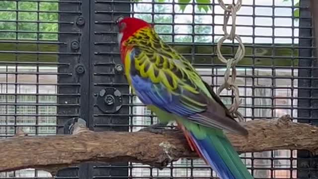 these are eastern rosella parrots!