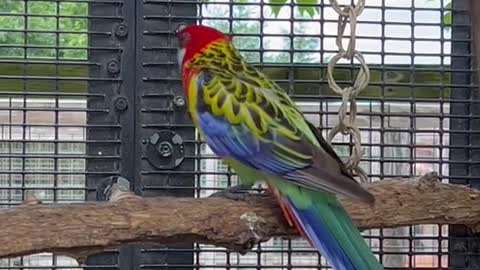 these are eastern rosella parrots!
