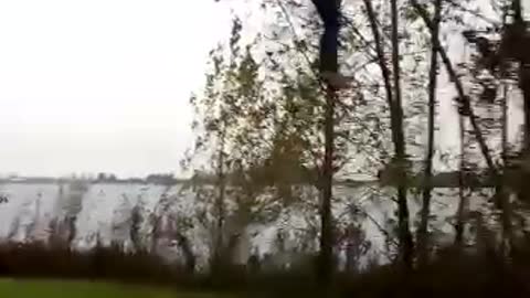 Guy hangs on tree near lake it bends until it snaps