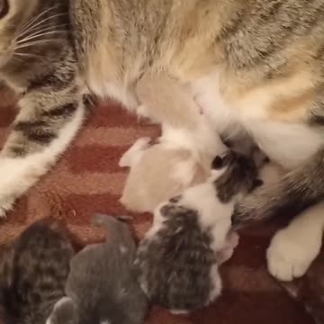 Cat 🐈🐈 chat 🐈🐈cat