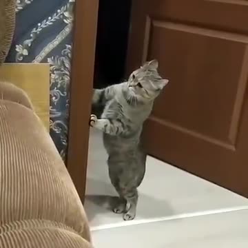 The funny cat il gatto fa ridere