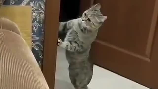 The funny cat il gatto fa ridere