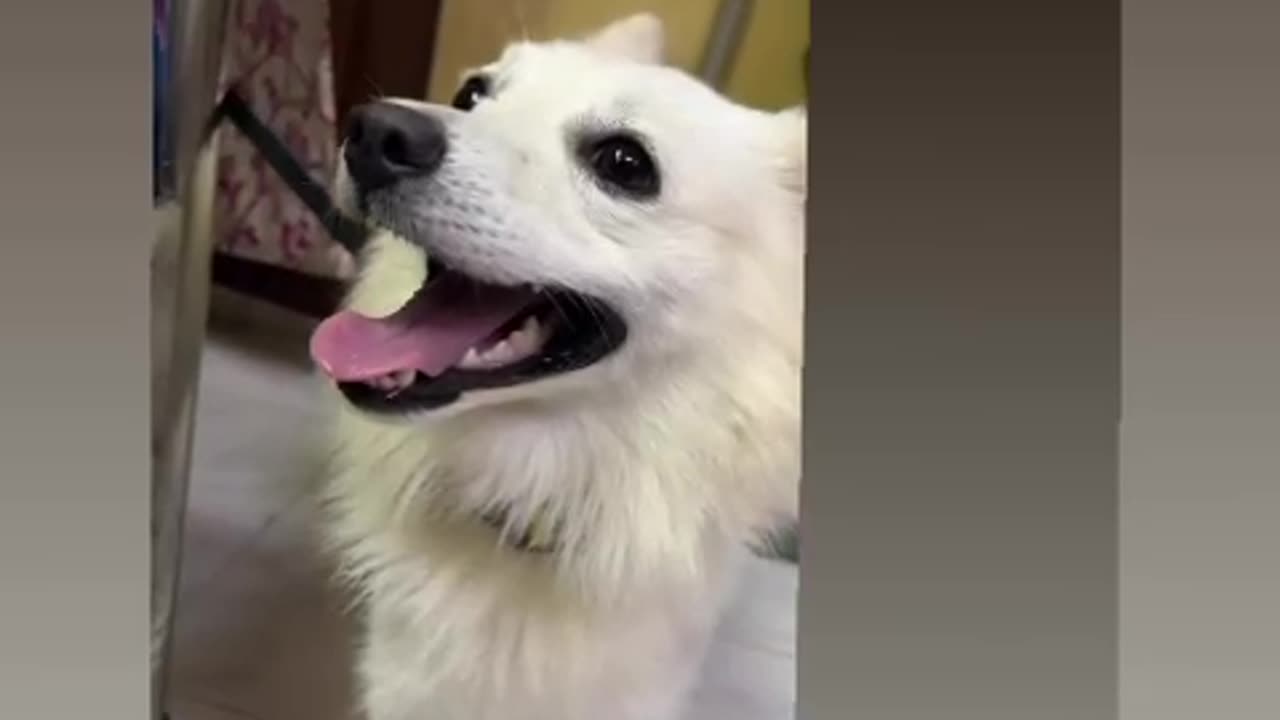 American Eskimo Dog up for Adoption #doglover #rescuestraydogs #cat #animals #instastrays