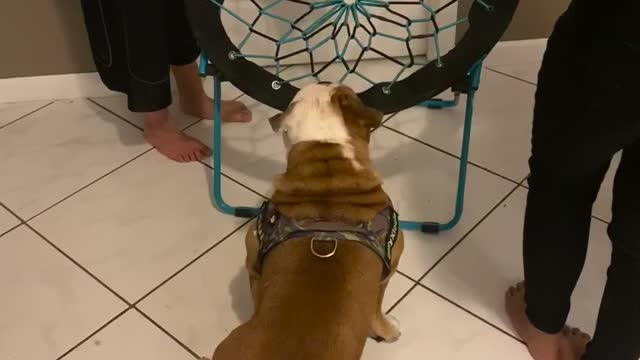 Louie the Bulldog Gets Stuck in Bungee Chair