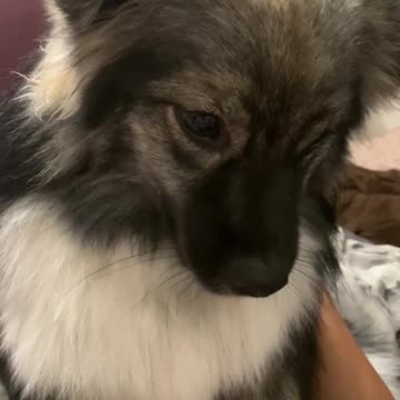 Cute puppy hilariously imitates police sirens