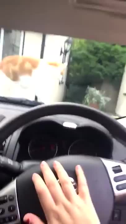 Cat meets car horn