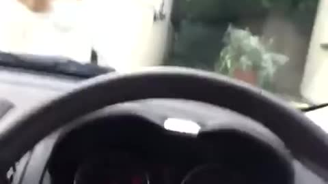 Cat meets car horn