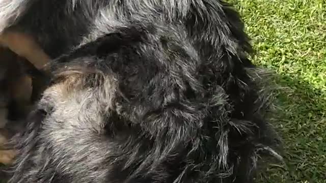 Two brown dogs play fight on green grass