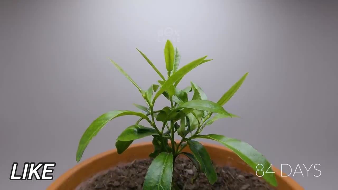 Growing LEMON TREE Time Lapse