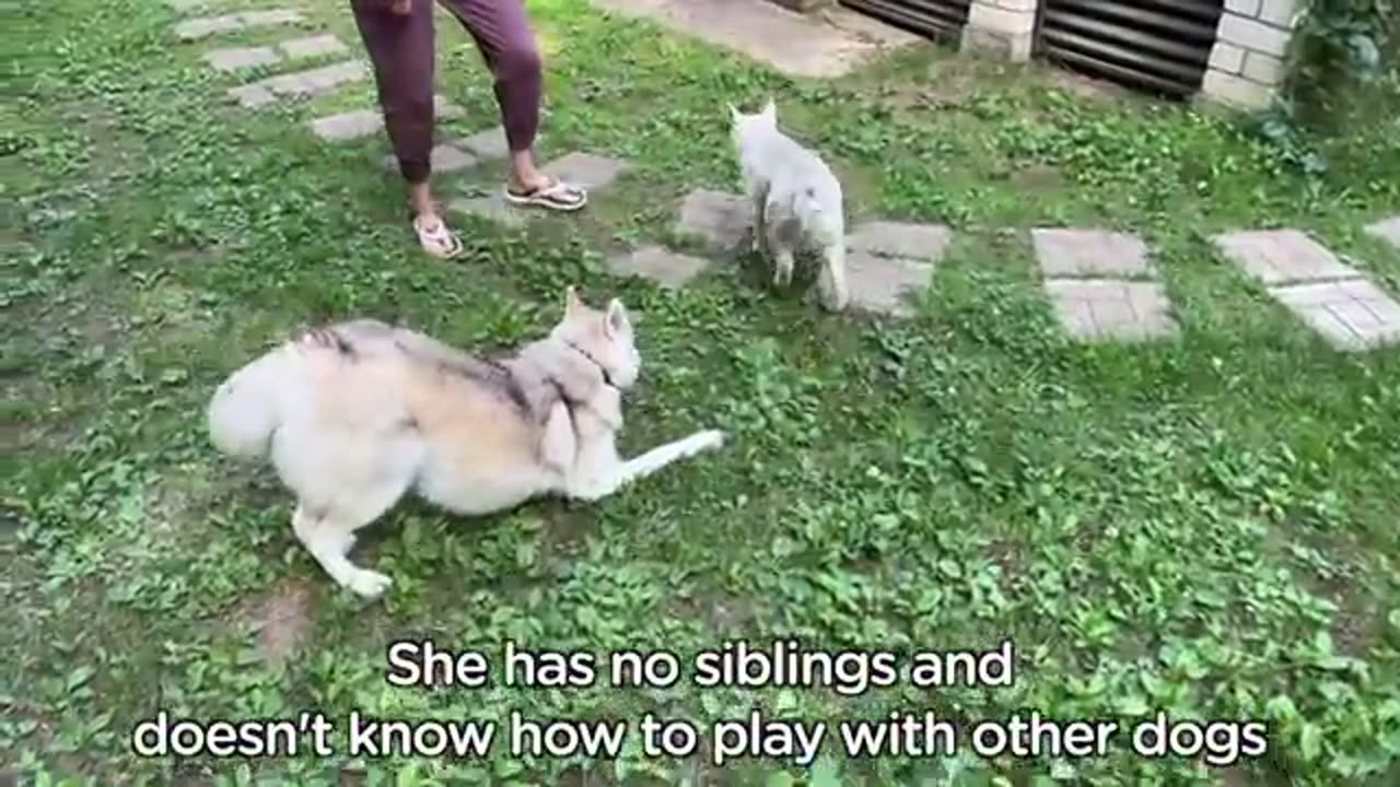 We Didn't Expect this From the Husky Puppy.