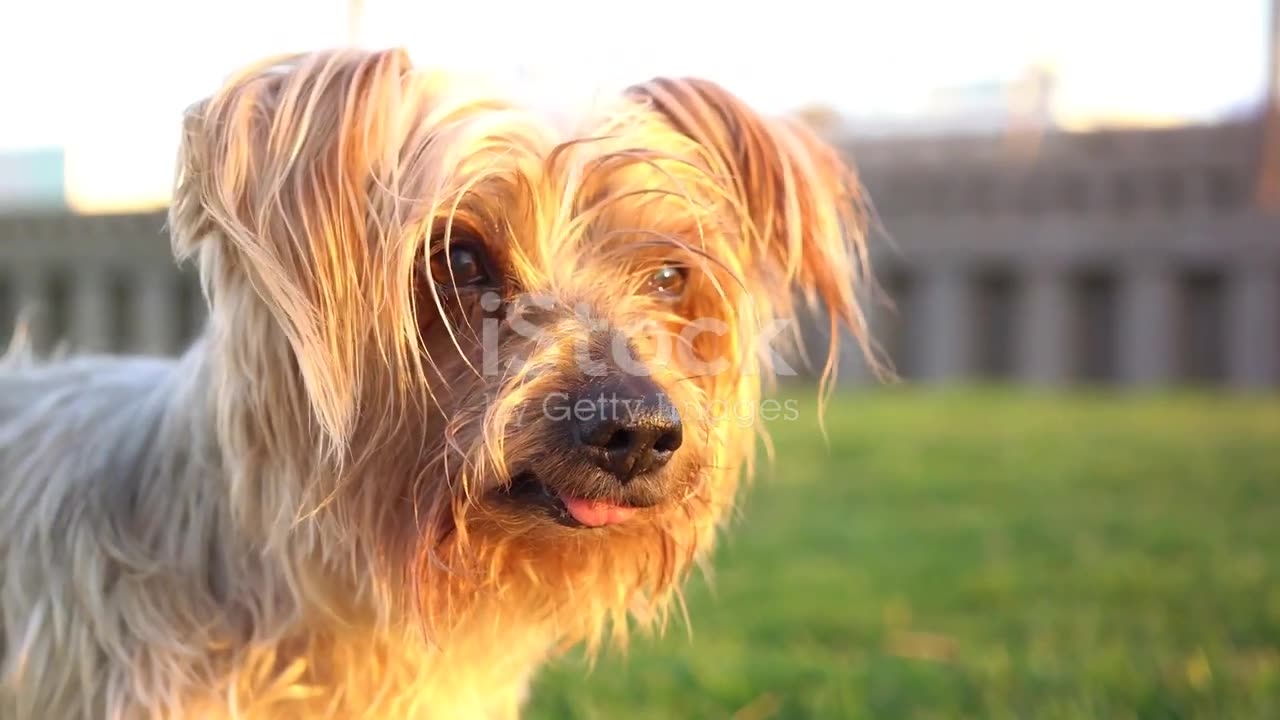 Understanding Canine Body Language