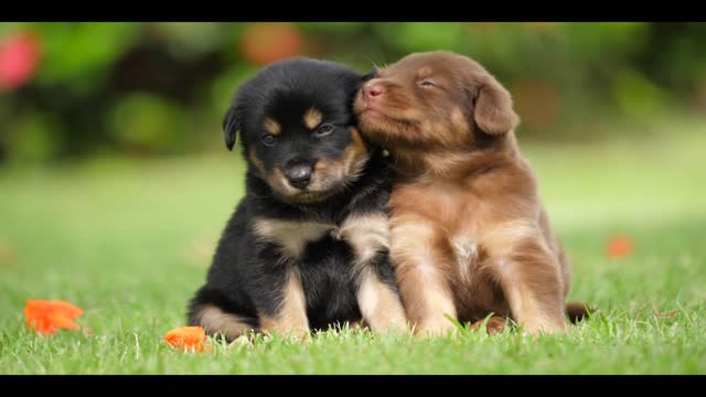 two-cute-puppies-playing-in-the-green-park