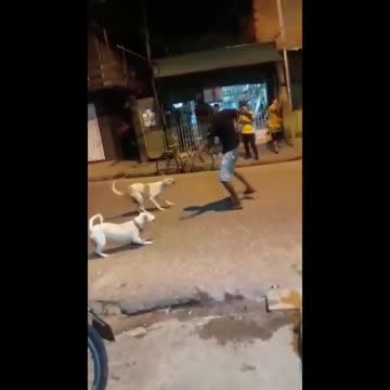 Chased by FUNNY WILD DOGS