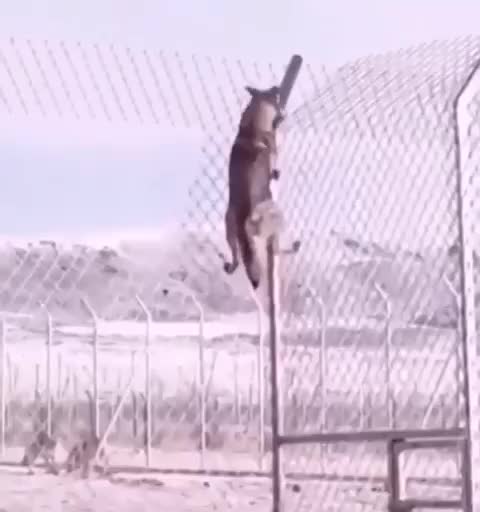 Escape of the wolf from the cage.
