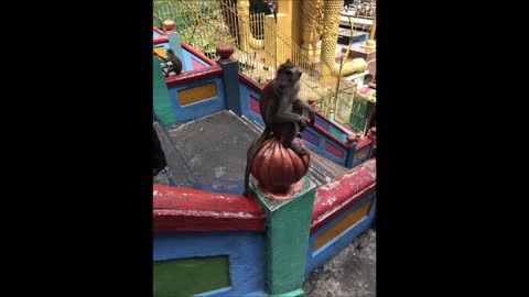 Batu Caves Hindu Shrine Selangor Malaysia