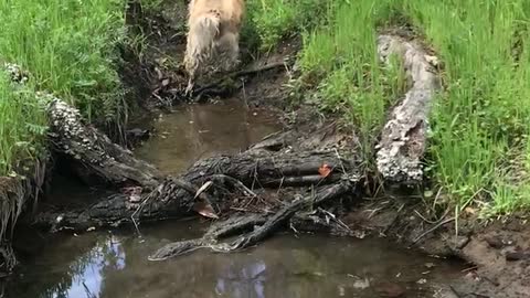 Creek wading