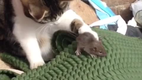 Brave Mouse or Cowardly Cat?