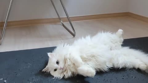 The cat is catching a mouse.