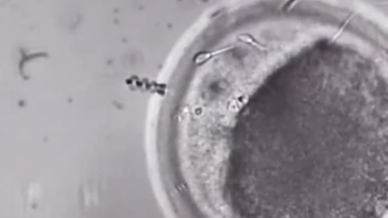 Nanobot Helping Sprem to Fertilize Egg