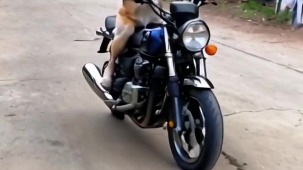 Have you ever seen a dog riding a bike before? to see today very funny🤣😝