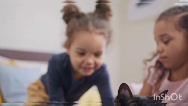 Children playing with the cat, children and cats