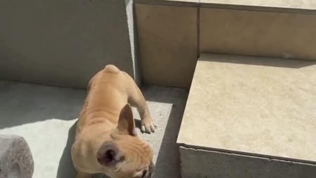 🇯🇵🗾Funny Japanese Dog 😻 Tik Tok Video 2021