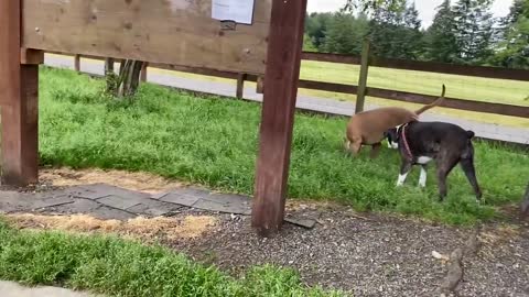 German Shepherd Attacks Pitbull watch OFF-LEASH DOG PARK