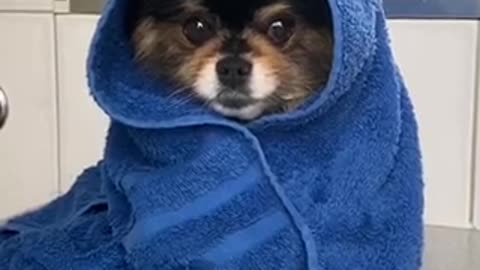 Dog get a bath so cute