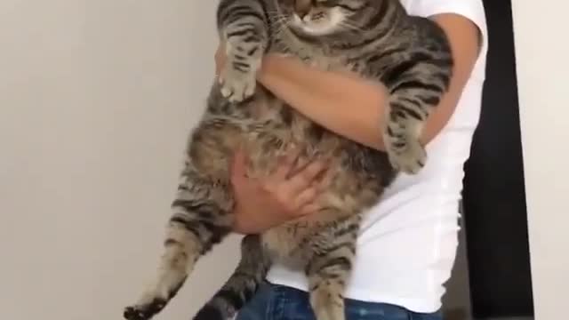 I'm a fat cat