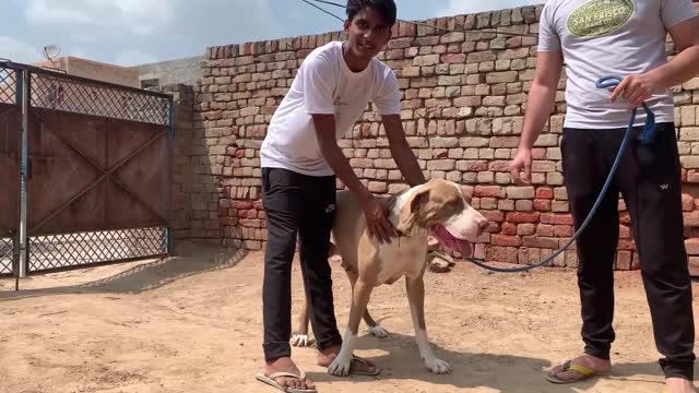 World's biggest Dogs - Indian Bully Kutta