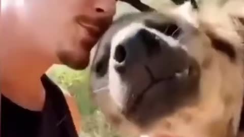 Friendly relations with a happy and laughing Hyena