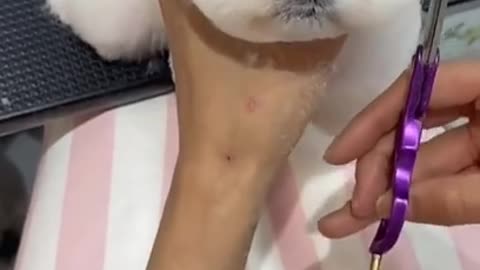 Cute_and_Funny_Cat_vs_Dogs_Videos