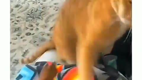 "Funniest Dogs and Cats of 2024! 😂 Hilarious Animal Moments That Will Make You LOL"