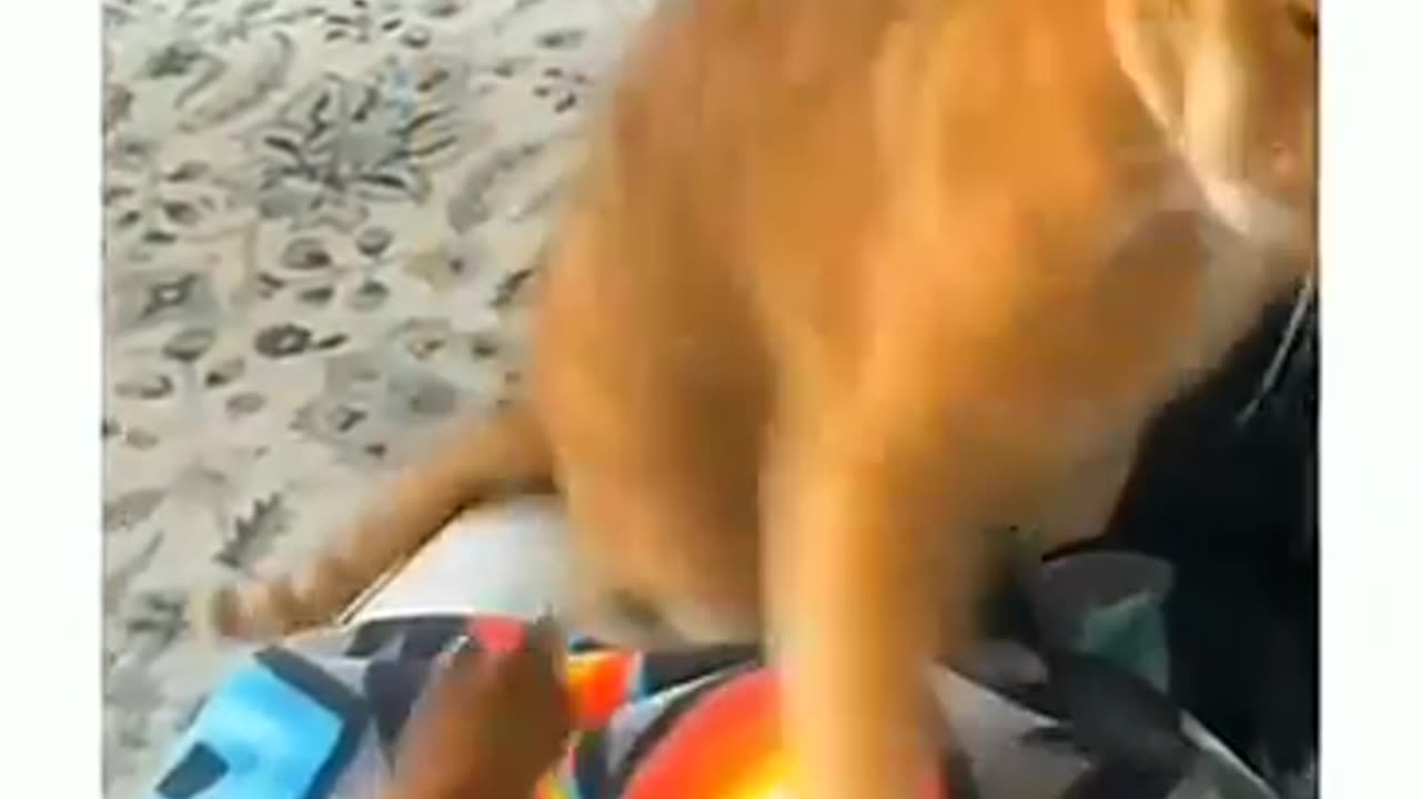 "Funniest Dogs and Cats of 2024! 😂 Hilarious Animal Moments That Will Make You LOL"