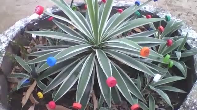 Planta agave, enfeitada com tampas de garrafa pet de várias cores nos espinhos! [Nature & Animals]