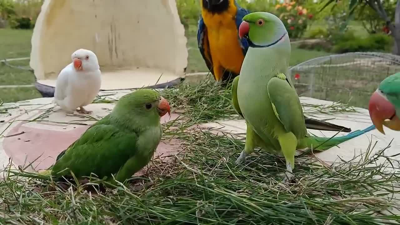 Parrot Talking. Parrot is making your day.