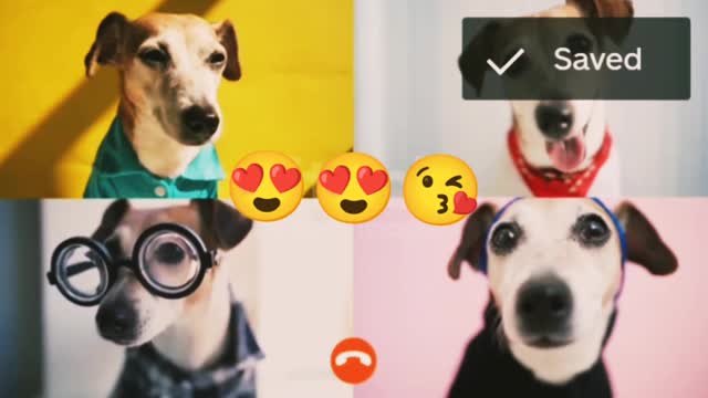 Colleagues freelancers speaking about project remotely. Ukraine, Dog, Humor, Video Call, Pets