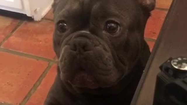 Black french bulldog barking at owner while sitting up