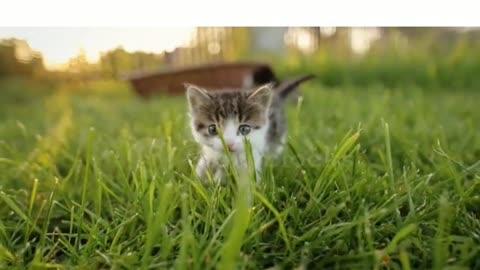 CUTE KITTEN IS WALKING ON THE GRASS 🐈💕🥰😍😘