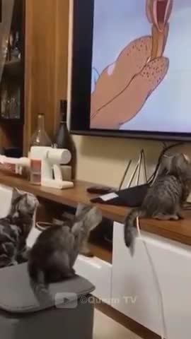 Funniest Animals - Best Of The 2021 Funny Animal Videos #2 Super Funny Dog Videos