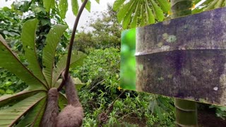 Three-Toed Sloth Survives 6m Fall From The Treetops