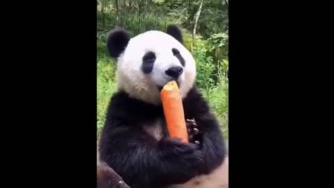 Funny Animal Videos of the year compilation (part 1)